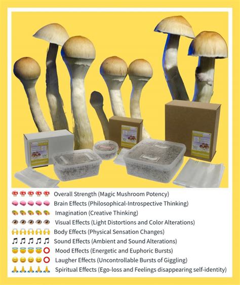Find magic mushroom grow kits on ebay